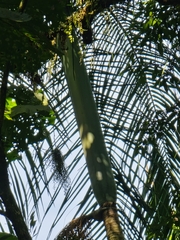 Euterpe edulis, photograph (c) UNA Ecoturismo, some rights reserved (CC BY-SA)