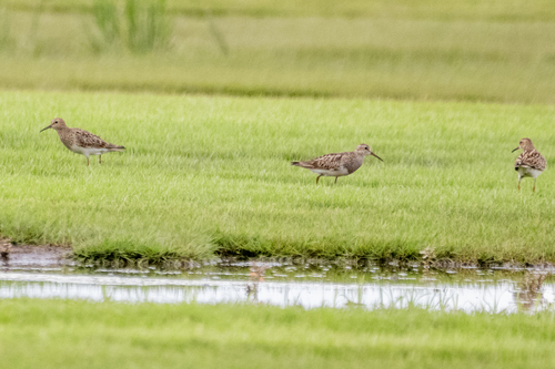 Pectoral Sandpiper