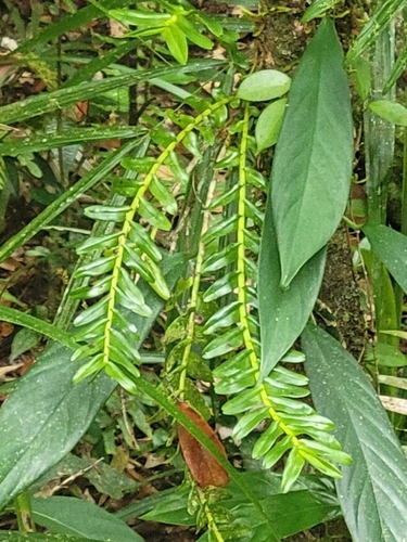 Appendicula observed 2026-08-25