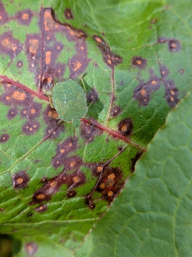 Green Shield Bug