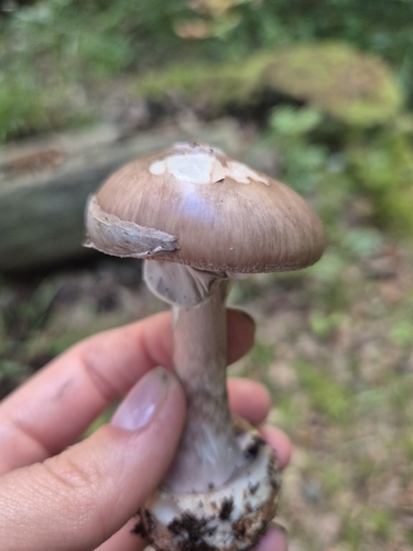 Grey-veiled Amanita