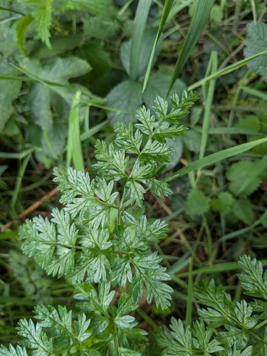 Cow Parsley