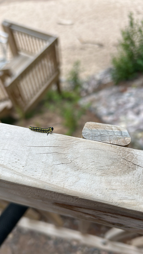 Introduced Pine Sawfly photo 6