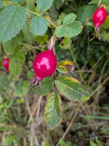 Dog-rose