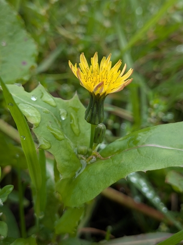 Common Sow-thistle