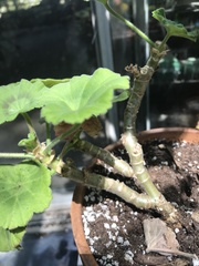 Pelargonium