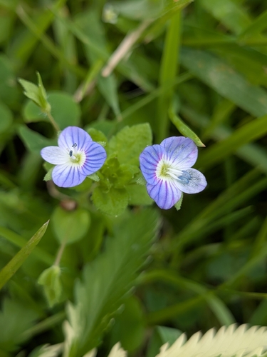 bird's-eye speedwell