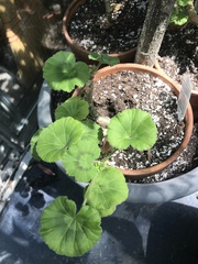 Pelargonium
