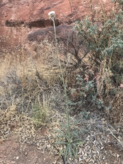 Cirsium neomexicanum utahense