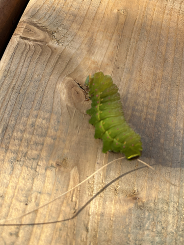 North American Luna Moth