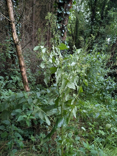 Common Figwort