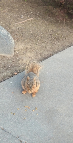 Eastern Fox Squirrel