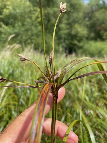 Bolboschoenus fluviatilis, photograph 4