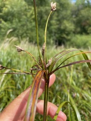 Bolboschoenus fluviatilis, photograph (c) Tom Scavo, some rights reserved (CC BY)