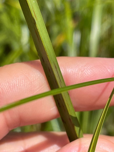 Bolboschoenus fluviatilis, photograph 5