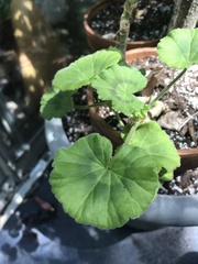 Pelargonium