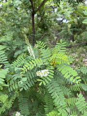 Eysenhardtia orthocarpa