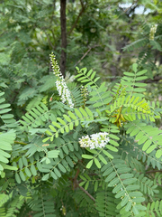 Eysenhardtia orthocarpa, photograph (c) CK2AZ, some rights reserved (CC BY)