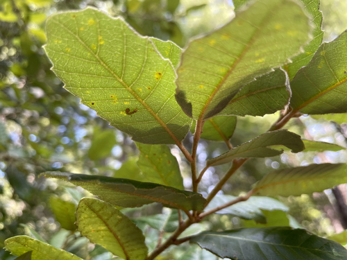 iNaturalist observation photo of Tanoak