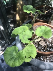 Pelargonium