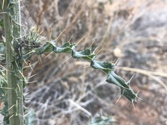 Cirsium neomexicanum utahense