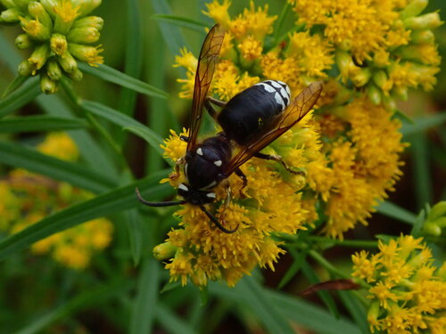 Bald-faced Hornet