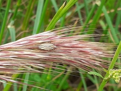 Horistus orientalis