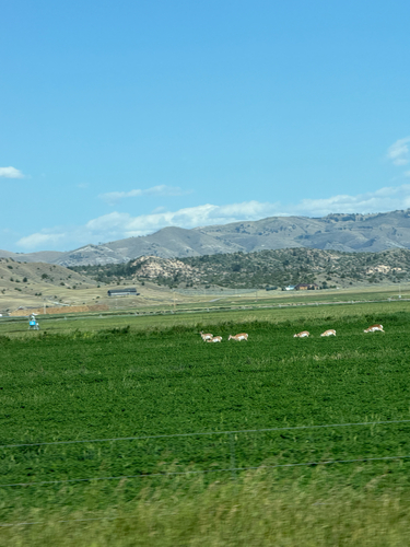 Pronghorn