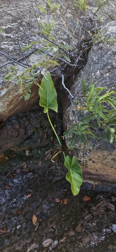 Thaumatophyllum uliginosum
