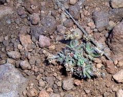 Draba magellanica