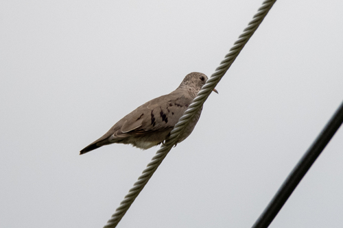 Common Ground Dove observed by abiggs2