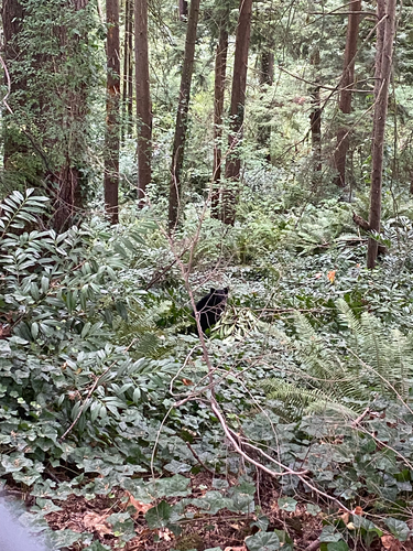 Black Bear sighting near Baker Dr