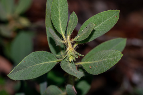 Arctostaphylos columbiana, photograph 3