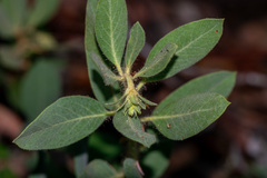 author not stated, no rights reserved Arctostaphylos columbiana, photograph author not stated, no rights reserved
