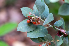 author not stated, no rights reserved Arctostaphylos columbiana, photograph author not stated, no rights reserved