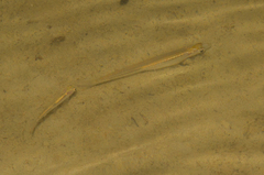 Atheriniformes