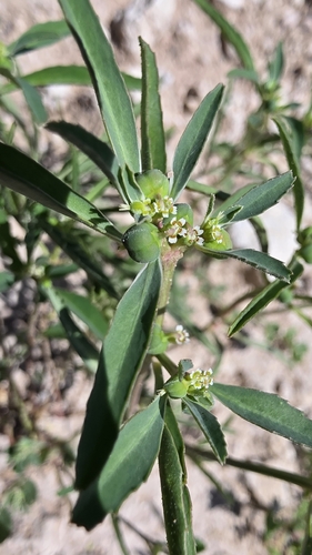 Squareseed Spurge