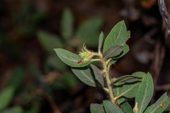 author not stated, no rights reserved Arctostaphylos columbiana, photograph author not stated, no rights reserved