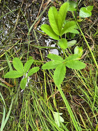 marsh cinquefoil
