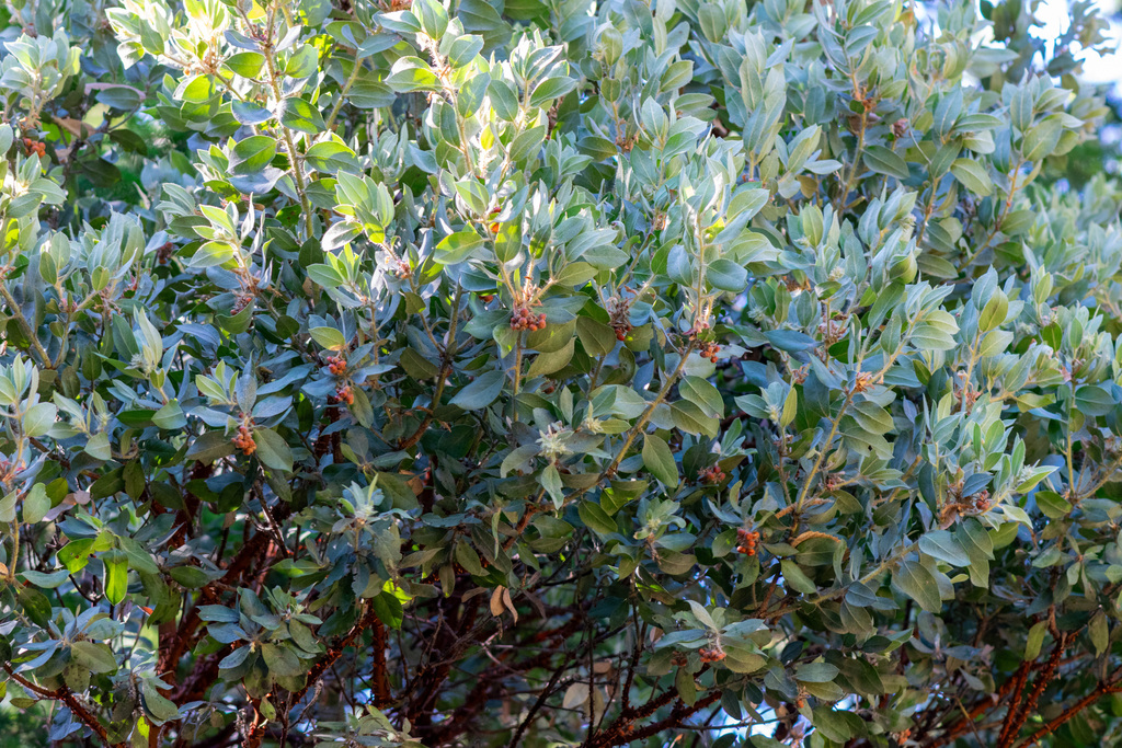 Arctostaphylos columbiana; photograph author not stated, no rights reserved
