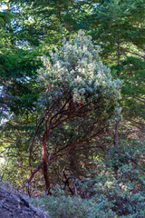 Arctostaphylos columbiana