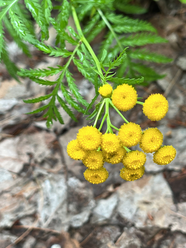 tansy