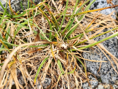 Carex nigricans observed 2026-08-22