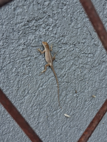 Brown Anole