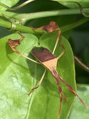 Chondrocera laticornis