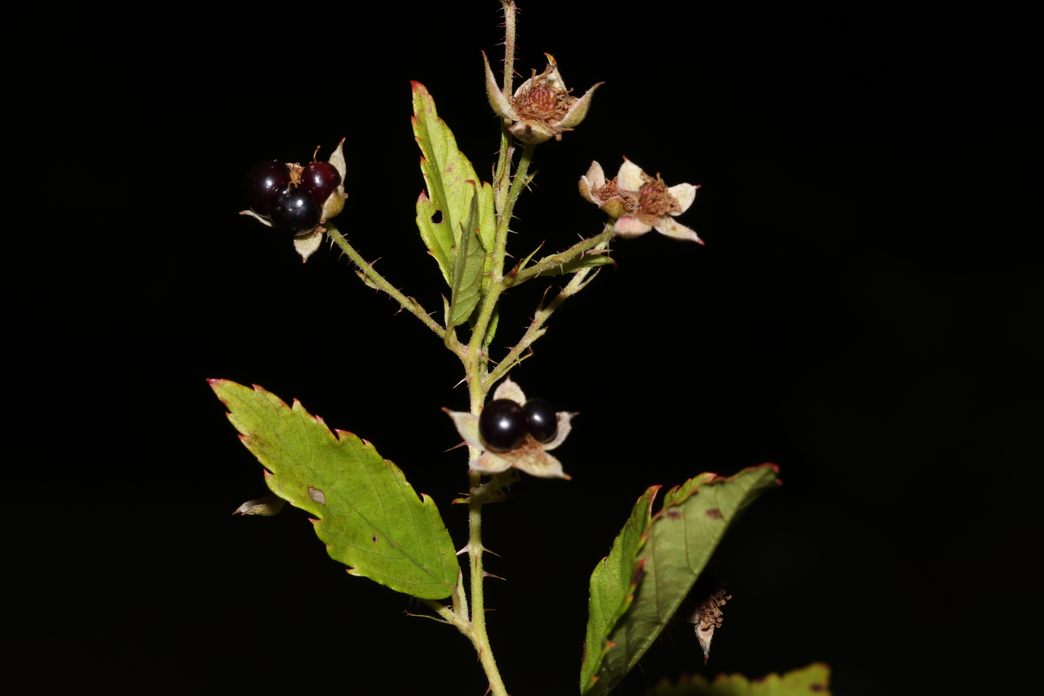 Rubus X severus