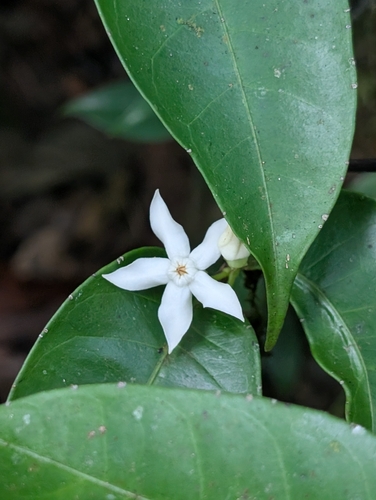 Malouetia tamaquarina, 2026-08-30