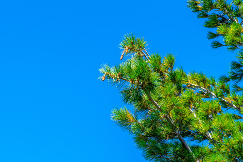 Pinus lambertiana, photograph 5