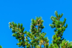 Pinus lambertiana, photograph author not stated, no rights reserved