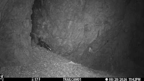 Western Spotted Skunk observed by jnelson